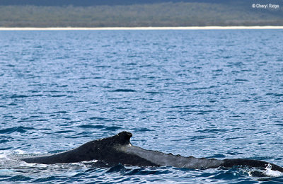 8962b-humpback-whale.jpg