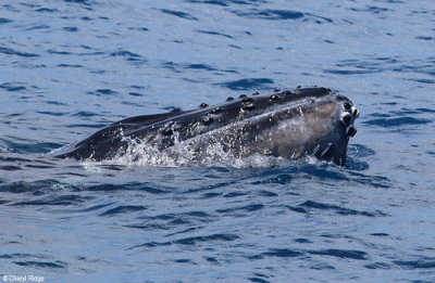 8986-humpback-whale.jpg