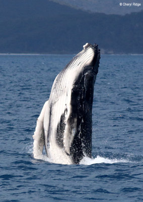 9013b-humpback-whale.jpg