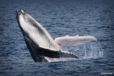 9029-humpback-whale.jpg