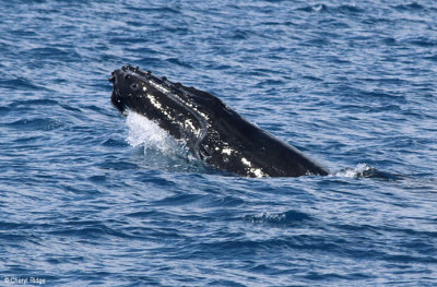 9033-humpback-whale.jpg