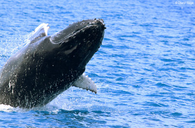 9035-humpback-whale.jpg