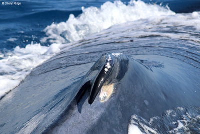 9058-humpback-whale.jpg