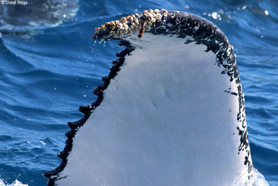 9060-humpback-whale.jpg