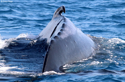 9062-humpback-whale.jpg