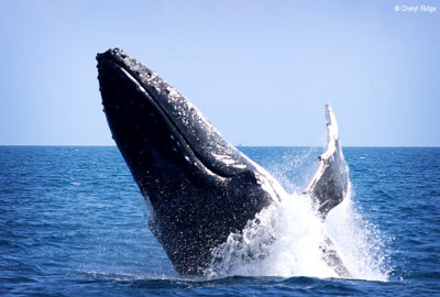 9076b-humpback-whale.jpg