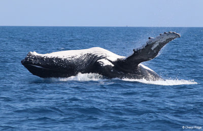 9077b-humpback-whale.jpg