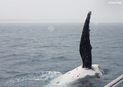 P7260953b-humpback-whale.jpg