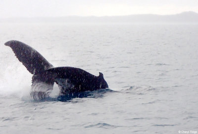 P7260983-humpback-whale.jpg
