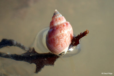 P8301068-reef-walk.jpg