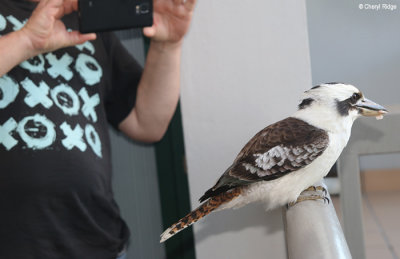 5566-kookaburra.jpg