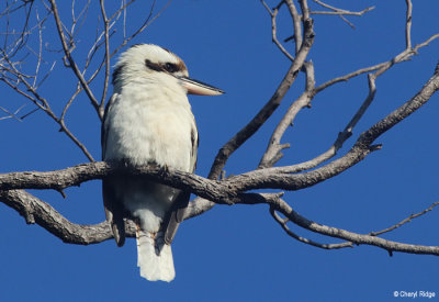 6065-kookaburra.jpg