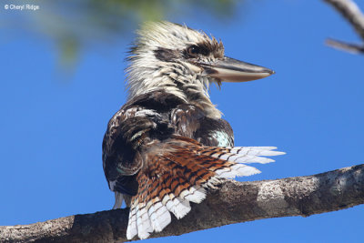 6107-kookaburra.jpg