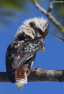 6110-kookaburra.jpg