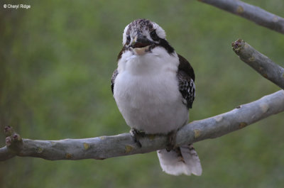 6133-kookaburra.jpg