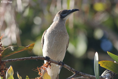 6186-friarbird.jpg