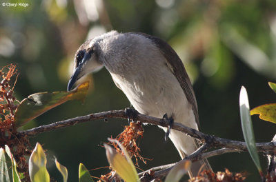 6188-friarbird.jpg