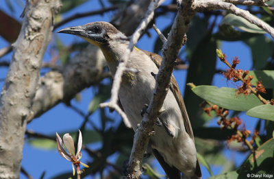 6199-friarbird.jpg