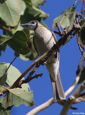 6228-friarbird.jpg