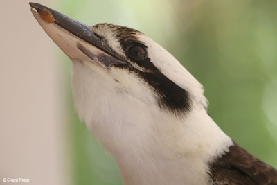 6288-kookaburra.jpg