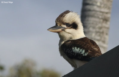 6296-kookaburra.jpg