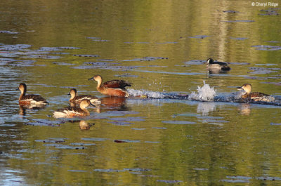6766-laguna-ducks.jpg