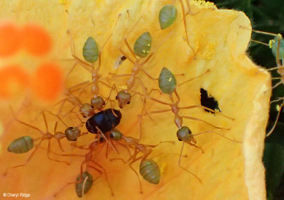 P8010955-ants.jpg