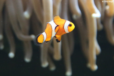 6576-aquasearch.jpg