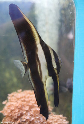 6581-aquasearch.jpg