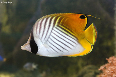 6582-aquasearch.jpg