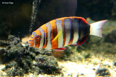6590-aquasearch.jpg