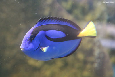6595-aquasearch.jpg