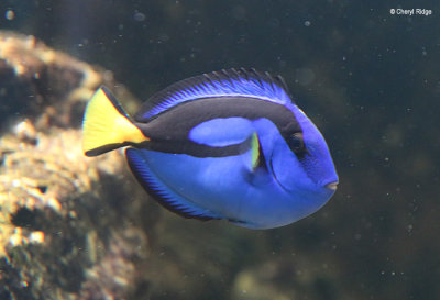 6600-aquasearch.jpg