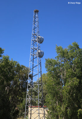 6518-osprey-nest.jpg