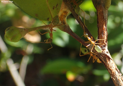 P8181033-green-tree-ant.jpg