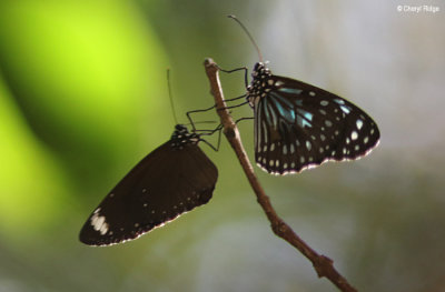 7070-butterfly-forest.jpg