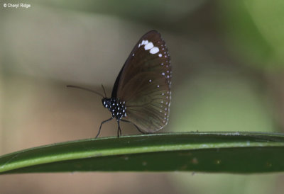 7076-butterfly-forest.jpg