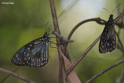 7083-butterfly-forest.jpg