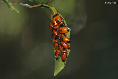 7091-butterfly-forest.jpg
