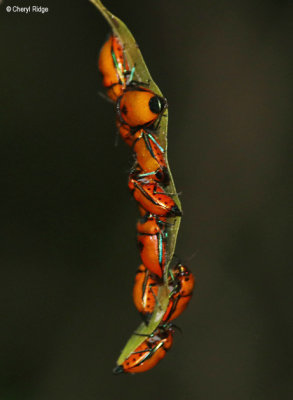 7141-butterfly-forest.jpg
