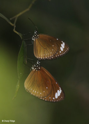 7145-butterfly-forest.jpg