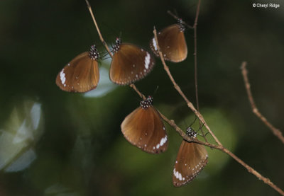 7158-butterfly-forest.jpg