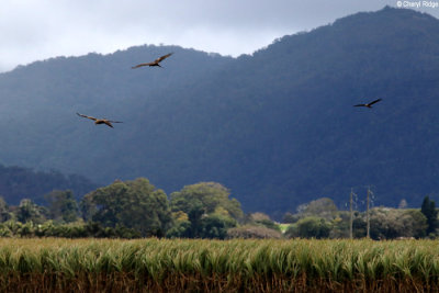 7775-tablelands.jpg