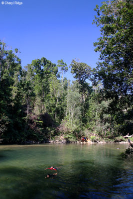 7506-alligators-nest.jpg