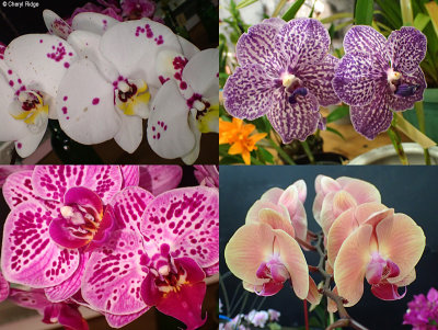 flower-show-orchids.jpg