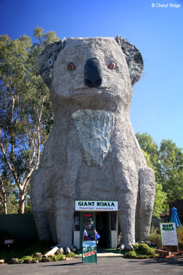 4208 Giant koala