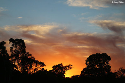 4364-black-cockatoo-bush-camp.jpg