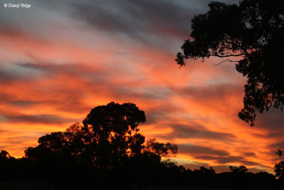 4374-black-cockatoo-bush-camp.jpg
