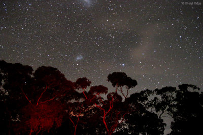 4396b-black-cockatoo-bush-camp.jpg
