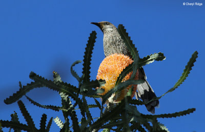 5132-naracoorte.jpg